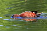 Cinnamon Teal